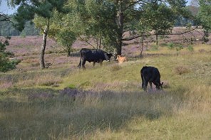 dieren op de veluwe.JPG