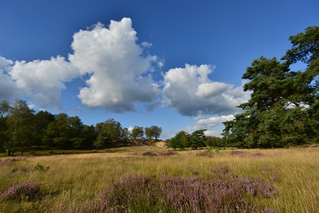 vijf landschappen in ede.JPG