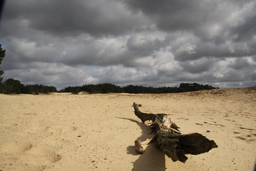fietsen in ede wekeromse zand.JPG